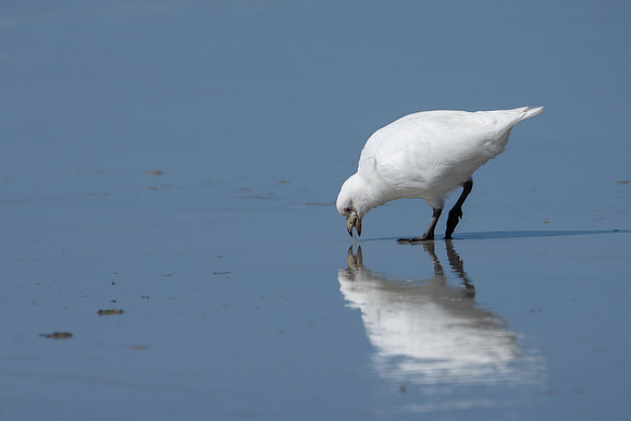 Snowy Sheathbill