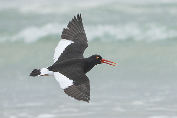 Oystercatcher