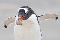 Gentoo Gentleman