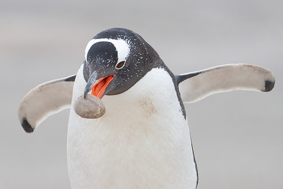 Gentoo Gentleman