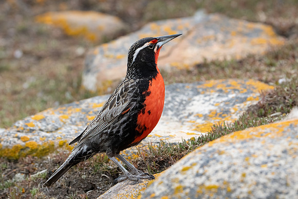 Portrait of a Long-tailed Meadowlark