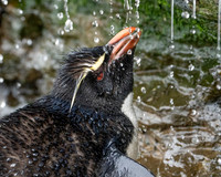 Rockhopper Penguin at the Showers