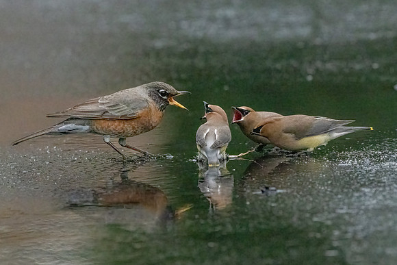 Robin and Cedar Waxwings