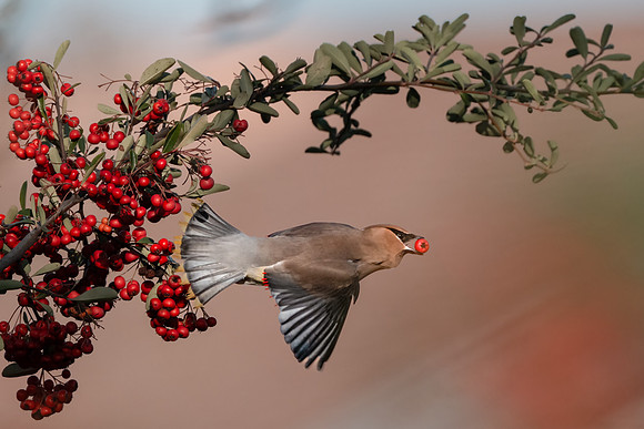 Cedar Waxwing