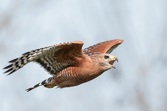 Red-shouldered Hawk