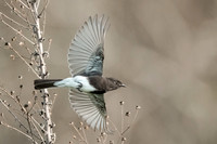 Black Phoebe