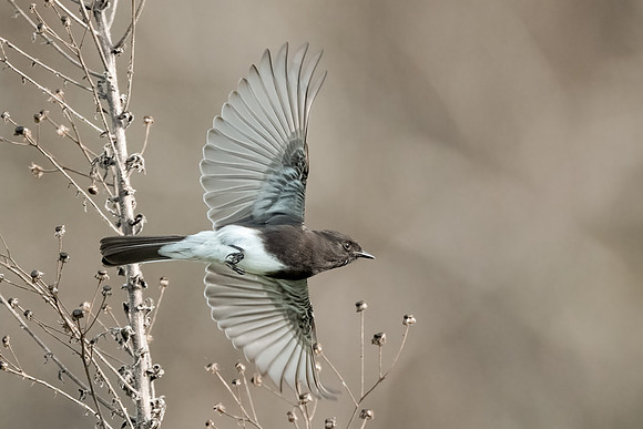 Black Phoebe