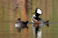 Hooded Merganser