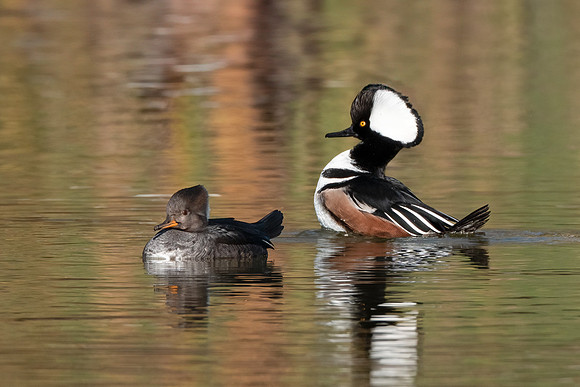 Hooded Merganser