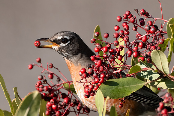 American Robin