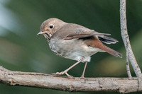 Hermit Thrush