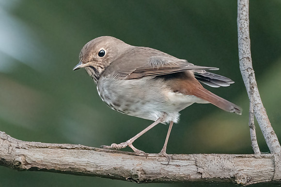Hermit Thrush
