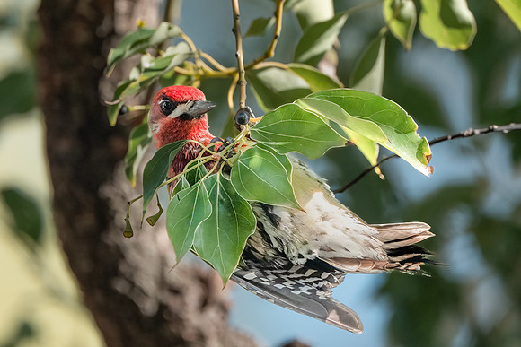 Red-breasted Sapsucker