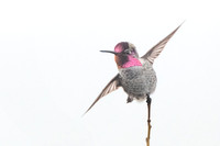 Anna's Hummingbird