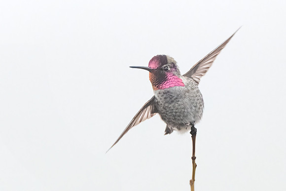 Anna's Hummingbird