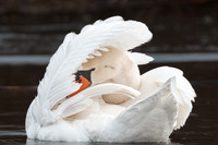Mute Swan