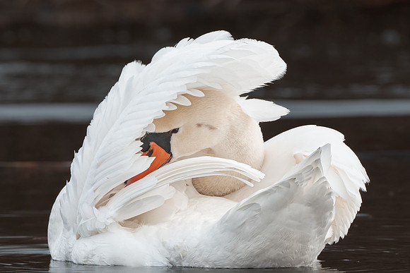 Mute Swan