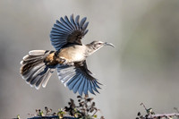 California Thrasher