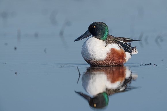 Northern Shoveler