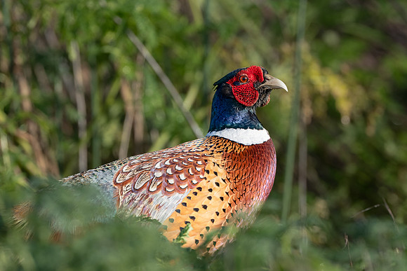 Ring-necked Pheasant
