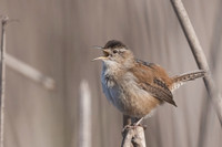 Marsh Wren