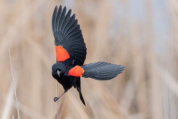 Red-winged Blackbird