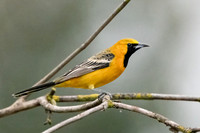 Hooded Oriole