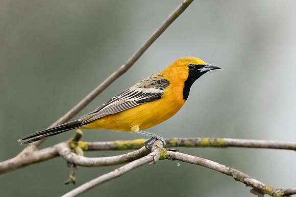 Hooded Oriole