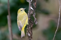 Orange-crowned Warbler