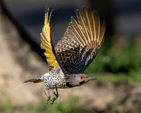 Northern Flicker