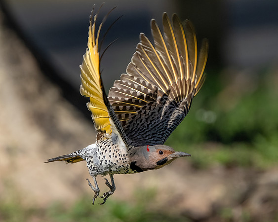 Northern Flicker