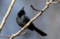 Phainopepla