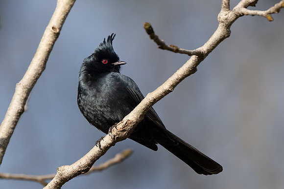 Phainopepla