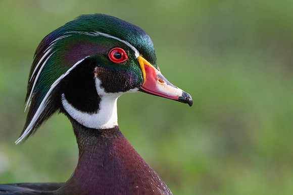 Wood Duck