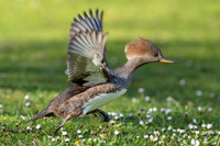 Hooded Merganser