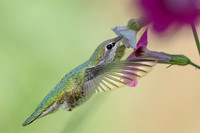 Anna's Hummingbird