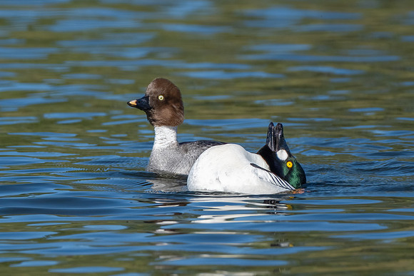 Common Goldeneye