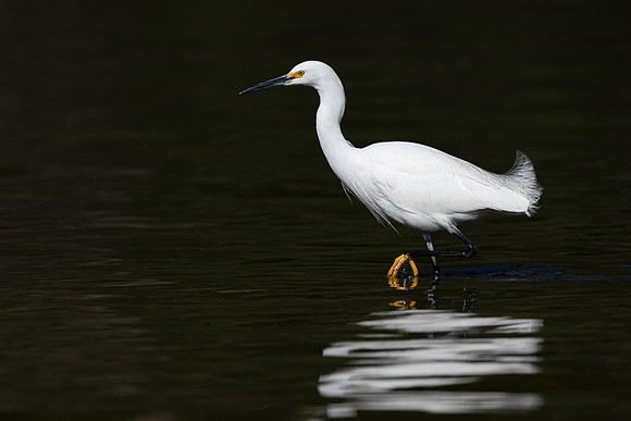 Snowy Egret