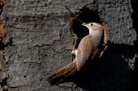 Northern House Wren