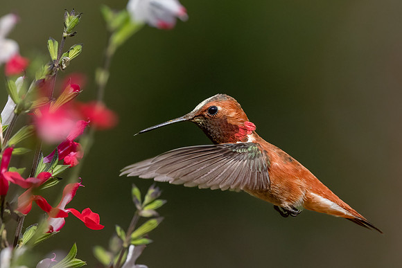 Rufous Hummingbird