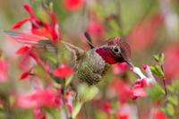 Anna's Hummingbird