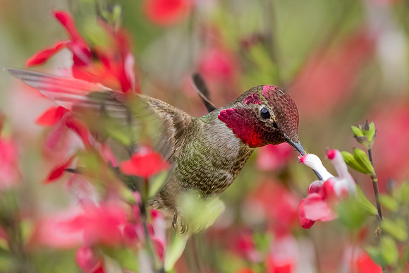 Anna's Hummingbird