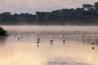 Flamingo Dawn