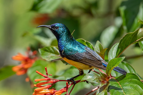 Variable Sunbird