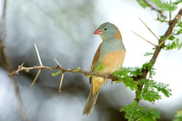 Blue-capped Cordonbleu