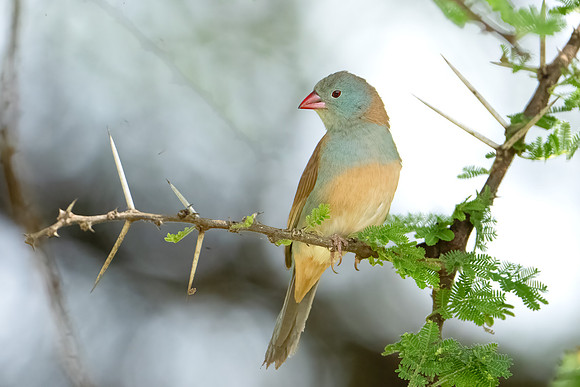 Blue-capped Cordonbleu