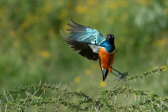 Superb Starling