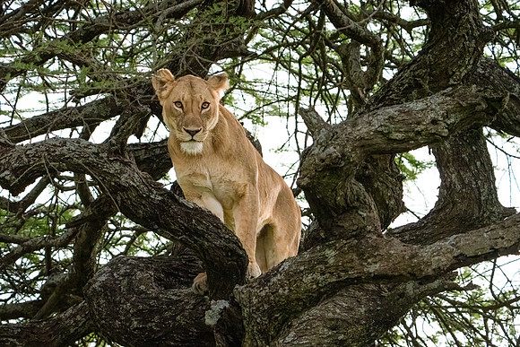 Lion