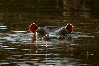 Hippopotamus