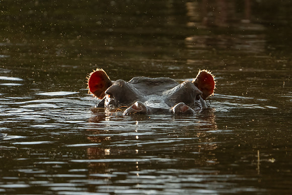 Hippopotamus
